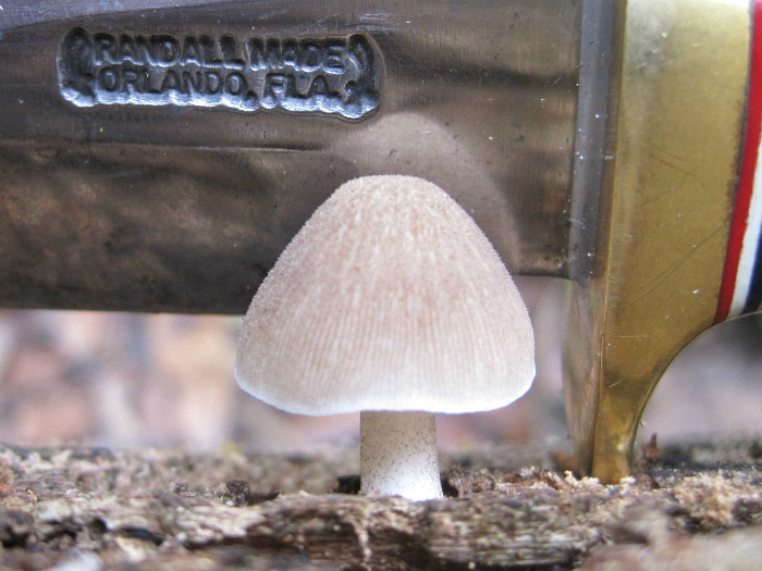 Dec 13 2011 082b.jpg
