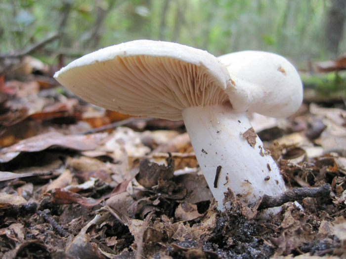 Nov 04 2011 074b.jpg