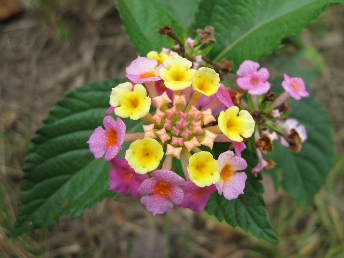 Nov 15 2011 026a.jpg