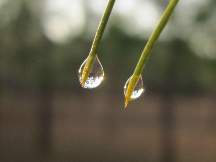 dewdrops on pine Jan 10 2012.jpg
