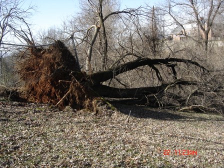 Tree Down 2-12 002.JPG