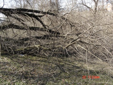 Tree Down 2-12 004.JPG