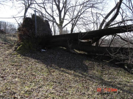 Tree Down 2-12 005.JPG