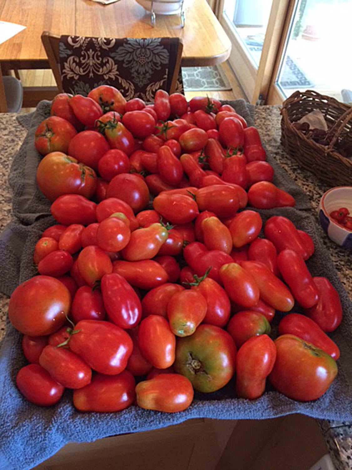 Tomatoes-1 web.jpg
