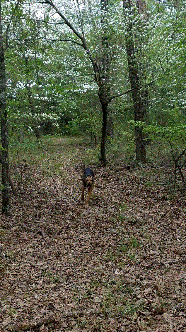 Ruby in the Dogwoods 2.gif