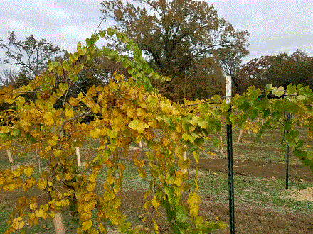 Grapevine 11-8-20 #2.gif Grapevine 11-8-20 #2.gif