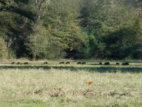 Hogs in the Hay Meadow 11-15-20.gif