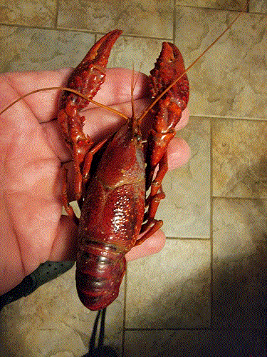 Big Crawfish 5-20-22.gif