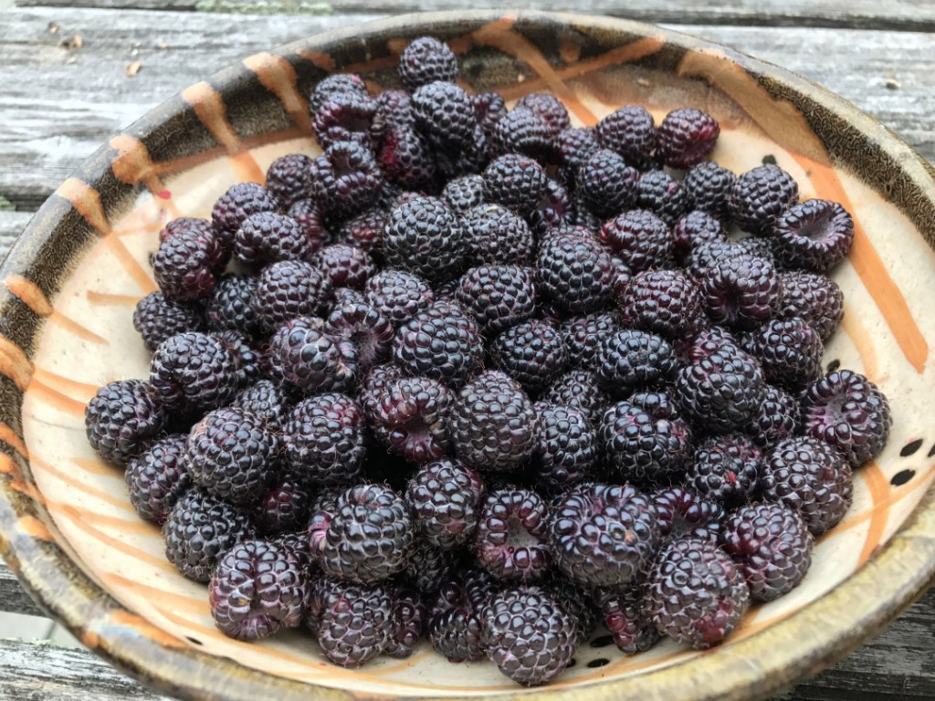 Black-raspberry-fruit-1024x768.jpg