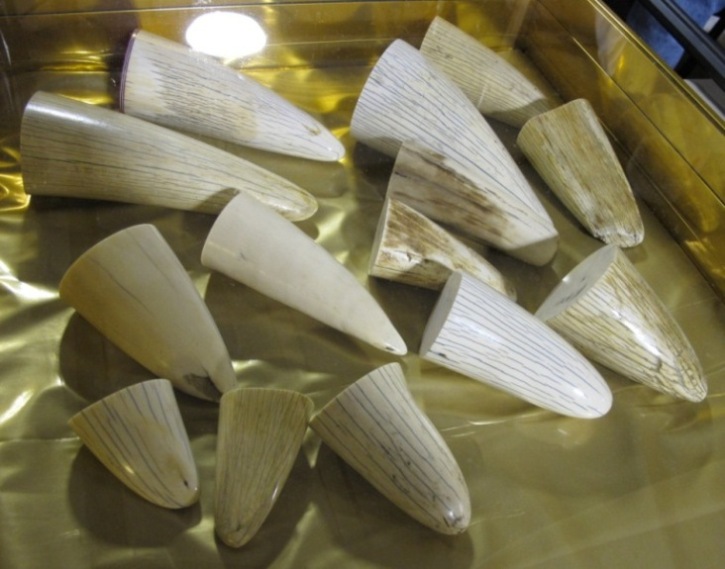 1911 Ivory Grips 010.jpg