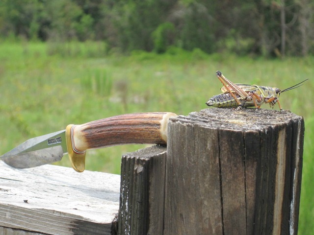 Lubber 06 Jun 2011 003.jpg