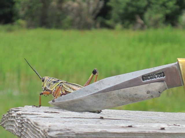Lubber 06 Jun 2011 006.jpg