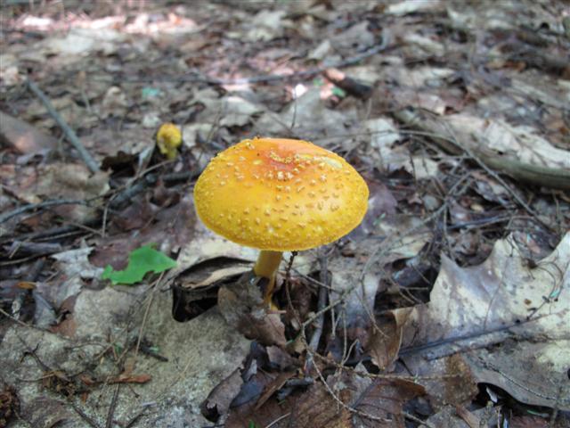 IMG_1666 (Small).JPG