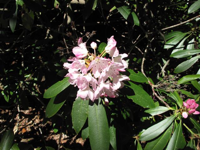 IMG_1714 (Small).JPG