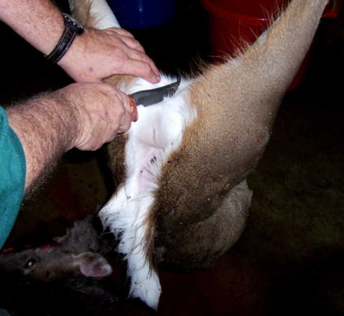 Capt. butchering-1..JPG