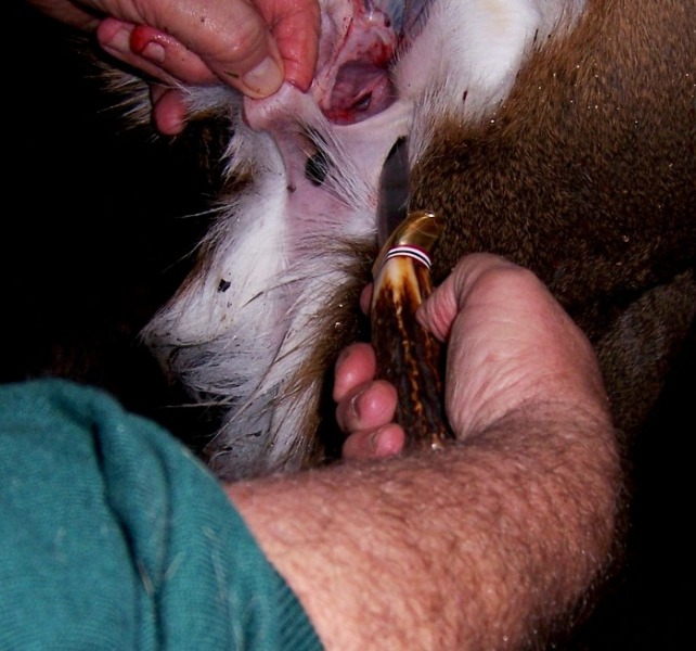 Capt. butchering-2.JPG