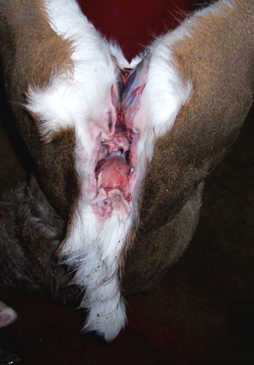 Capt. butchering-3.JPG