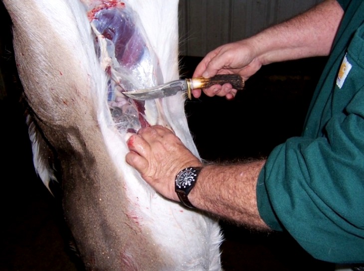Capt. butchering-5.JPG