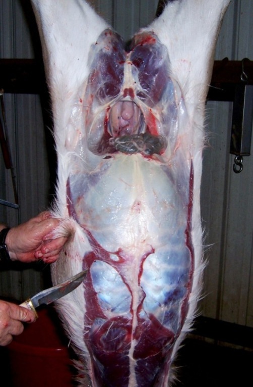 Capt. butchering-6.JPG