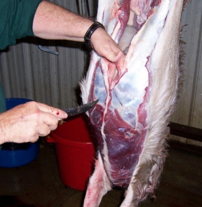 Capt. butchering-7.JPG
