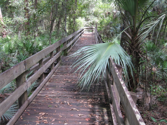 Sep 09 2011 palm 1.jpg