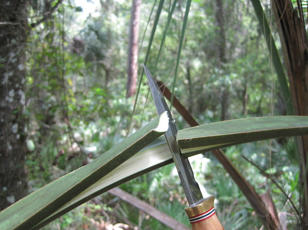 Sep 09 2011 palm 2.jpg