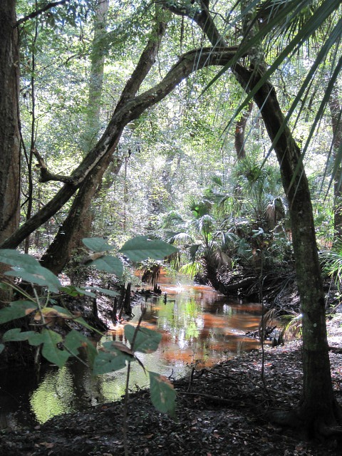 Sep 2011 creek 03.jpg