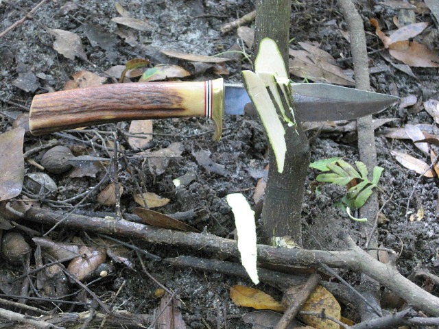Sep 21 2011 citrus tree 01.jpg