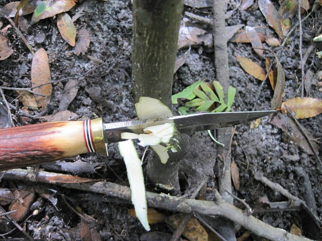 Sep 21 2011 citrus tree 02.jpg