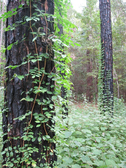 pine vine 01.jpg