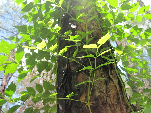 pine vine 02.jpg