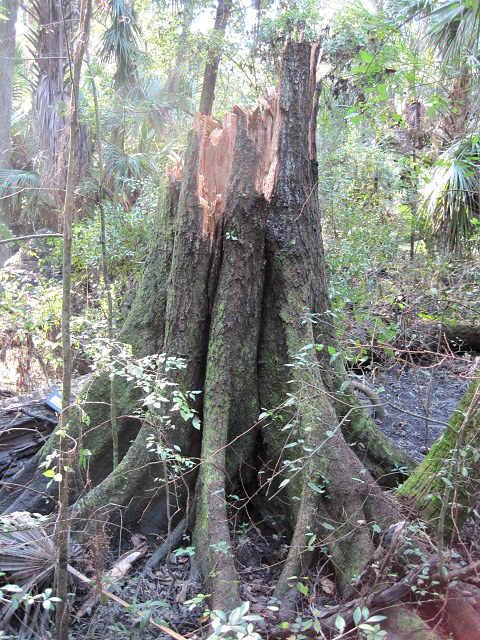 Laurel Oak 01.jpg