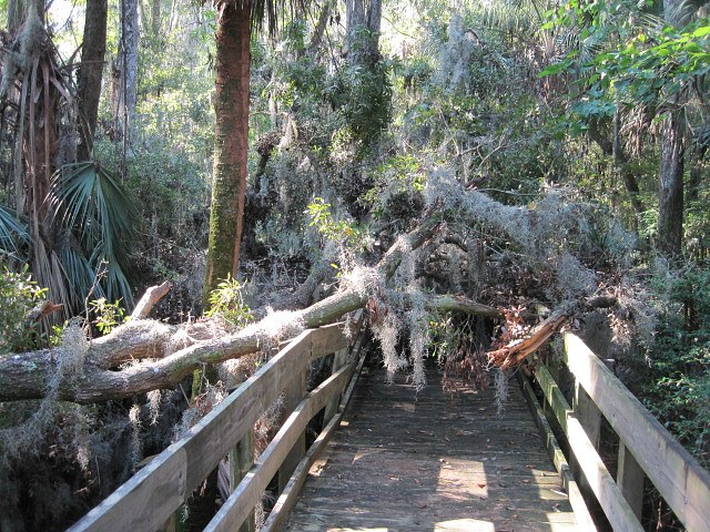 Laurel Oak 02.jpg