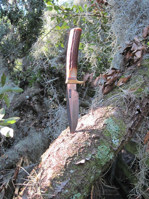 Laurel Oak 03.jpg
