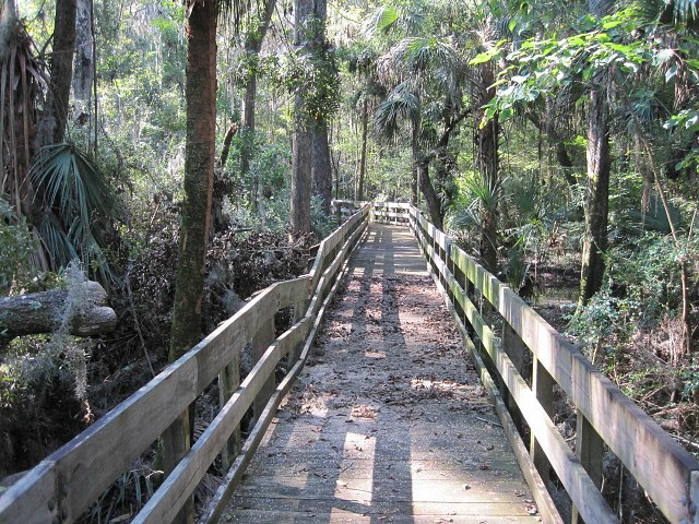 Laurel Oak 04.jpg