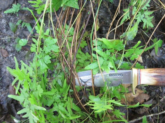 Japanese climbing fern.jpg