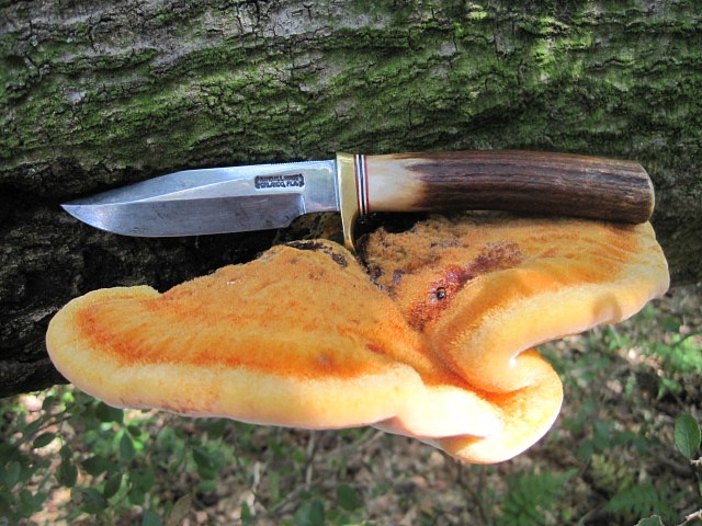shelf fungus.jpg