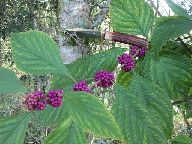 beauty berries.jpg