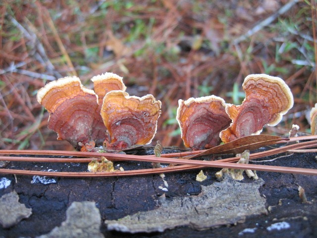 shelf fungi.jpg