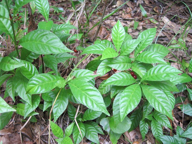 wild coffee 01.jpg