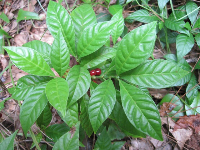 wild coffee 02.jpg