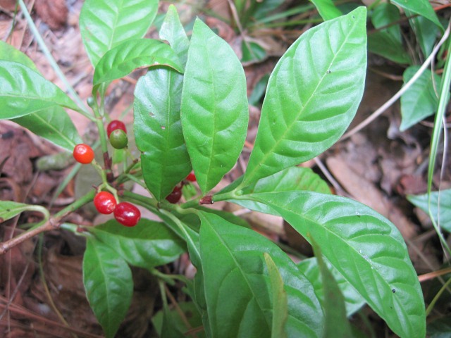 wild coffee 03.jpg