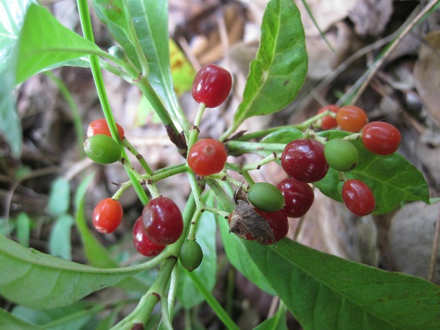 wild coffee 04.jpg