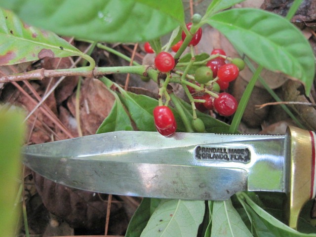 wild coffee 05.jpg