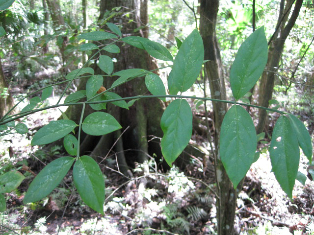 Euonymus americanus Oct 12 2011 01.jpg