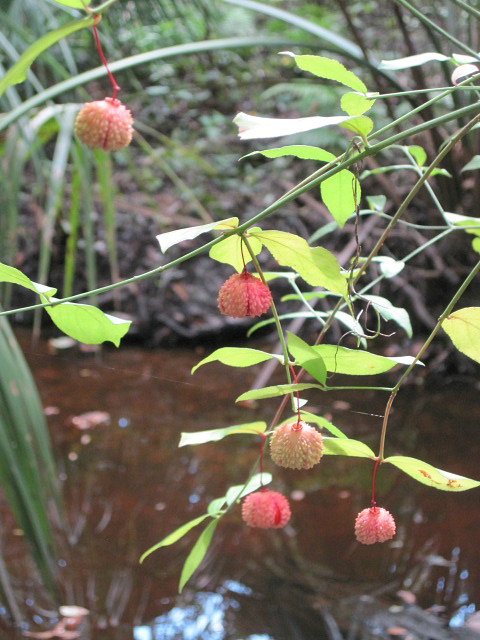 Euonymus americanus Oct 12 2011 02.jpg