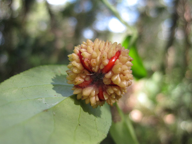 Euonymus americanus Oct 12 2011 04.jpg