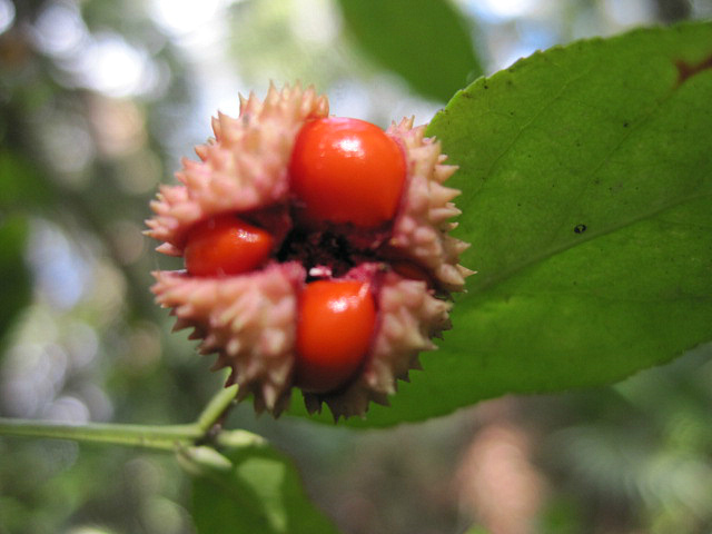 Euonymus americanus Oct 12 2011 05.jpg
