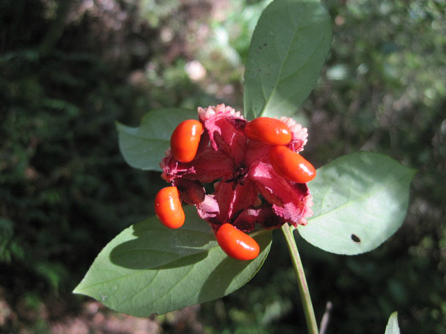 Euonymus americanus Oct 12 2011 06.jpg