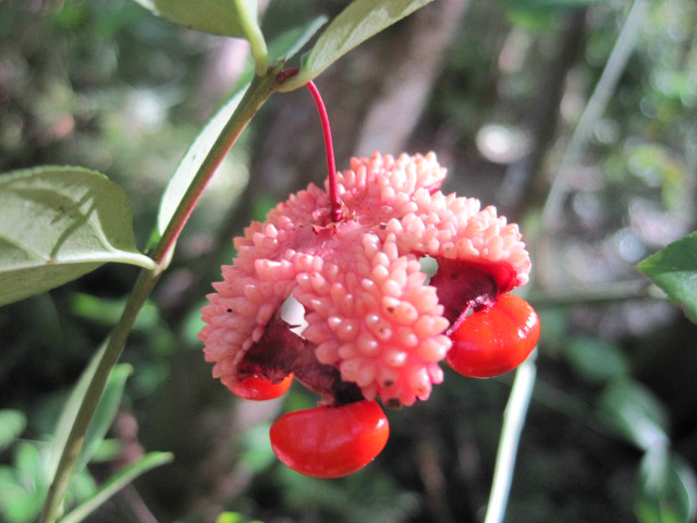 Euonymus americanus Oct 12 2011 07.jpg